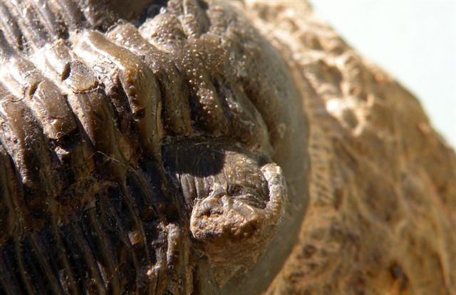 Trilobiti verosimilmente marocchine